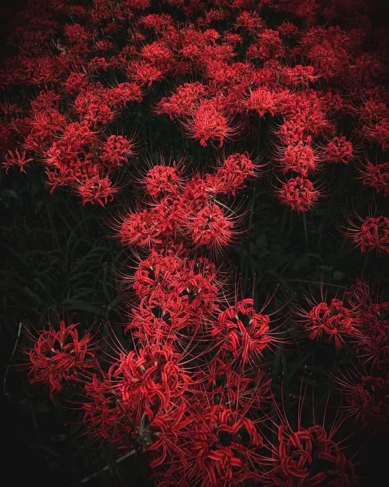 Red flowers representing remembrance